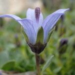 Campanula cenisia Lorea