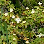 Rhododendron columbianum Hábito