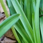 Hyacinthoides non-scripta Blatt