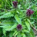 Pedicularis recutita Flor