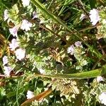 Euphrasia officinalis Habitus