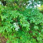 Cornus capitata Habitus