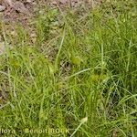 Carex bohemica Plante entière