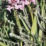 Dactylorhiza majalis Libunga
