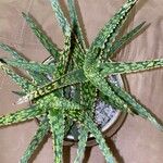 Aloe rauhii Лист