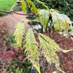 Sambucus racemosaList