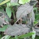 Elephantopus elatus Hoja