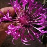 Centaurea sphaerocephala Lorea