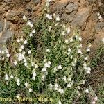 Antirrhinum hispanicum Habitatea