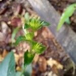 Elephantopus mollis Flower