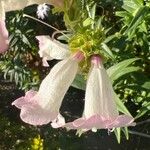 Penstemon barbatus Blüte