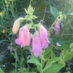 Digitalis thapsi Kwiat
