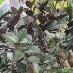 Pseuderanthemum carruthersii Blatt