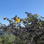 Fremontodendron californicumBlüte