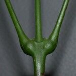 Fridericia chica Corteza