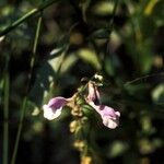 Scutellaria integrifolia 花