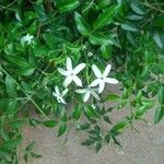 Jasminum azoricum Цвят