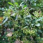 Psychotria capensis List