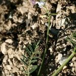 Astragalus austriacus Staniste