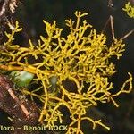 Arceuthobium azoricum その他の提案