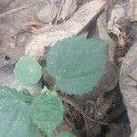 Sida cordata Frunză