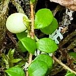 Gaultheria hispidula Blatt