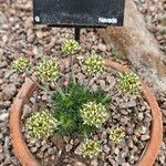 Draba sphaeroides Yeri