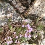 Thymus herba-barona Flower