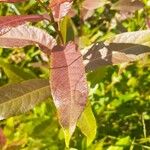 Salix eriocephala 葉