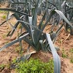 Allium porrum Frunză