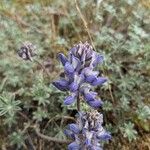 Lupinus lepidus