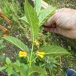 Lonicera involucrata Floare