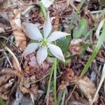 Anemonoides trifolia Blomst