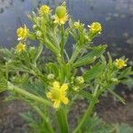 Ranunculus sceleratus Fuelha