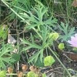 Malva moschata Blatt