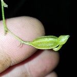 Angraecum multiflorum Fruit