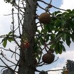 Couroupita guianensis Flor