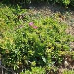 Delosperma sutherlandii Habitatea