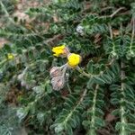 Helianthemum hirtum Habitus