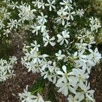 Phlox austromontana फूल