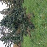 Picea breweriana موطن