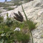 Carex atrata Квітка