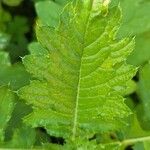 Carduus clavulatus Hoja
