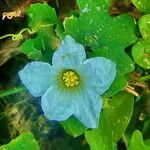 Coccinia grandis Flower