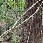 Cryptostegia grandiflora Bark