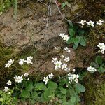 Micranthes californica Flor