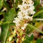 Gymnadenia odoratissima Flower
