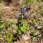 Scutellaria ovata Flower