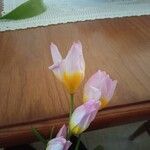 Tulipa humilis Цветок