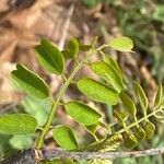 Dalbergia melanoxylon Leaf